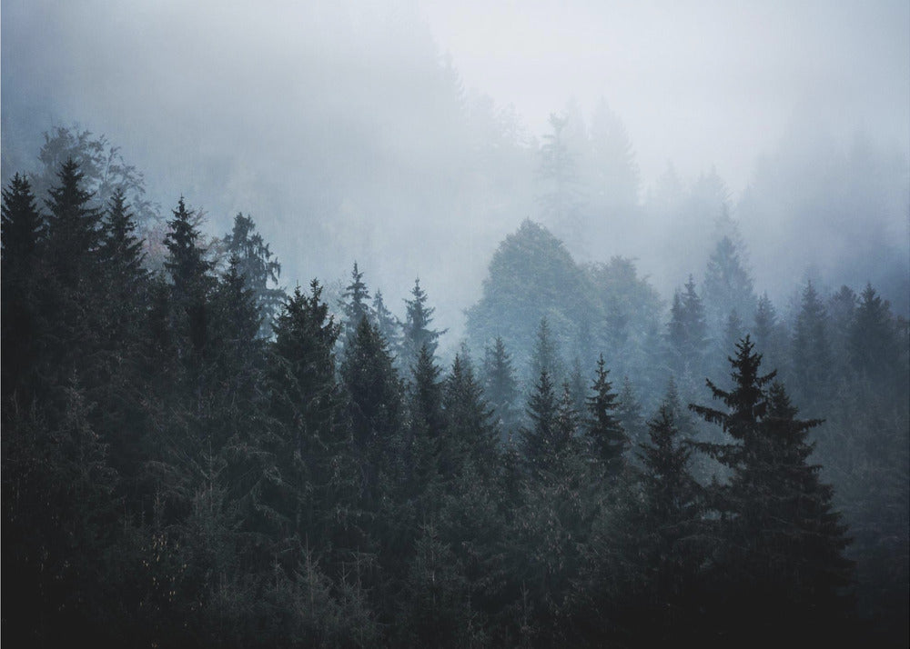 Mistige bossen 5 | Canvas