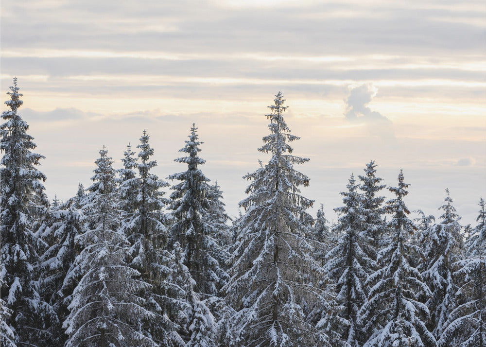 Besneeuwde bomen 8 | Poster