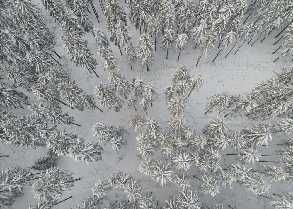Besneeuwde bomen 3 | Poster