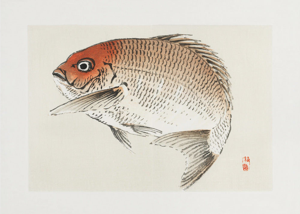 Tai (rode zeebrasem) vis | Canvas