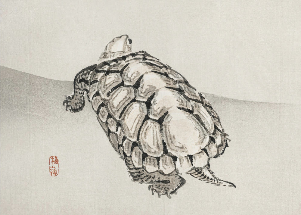 Schildpad | Poster