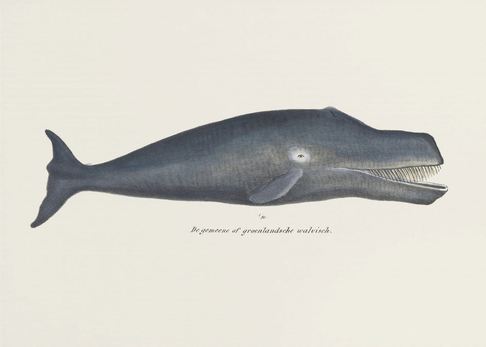 Walvis I Antieke handgekleurde zeelevenlithografie 1824 | Canvas