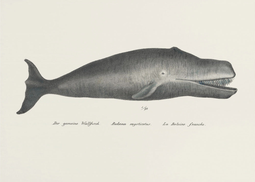 Walvis II antieke handgekleurde zeelevenlithografie 1824 | Canvas