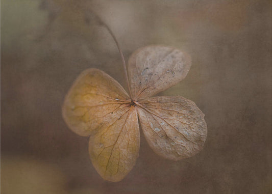 remains of the day | Canvas