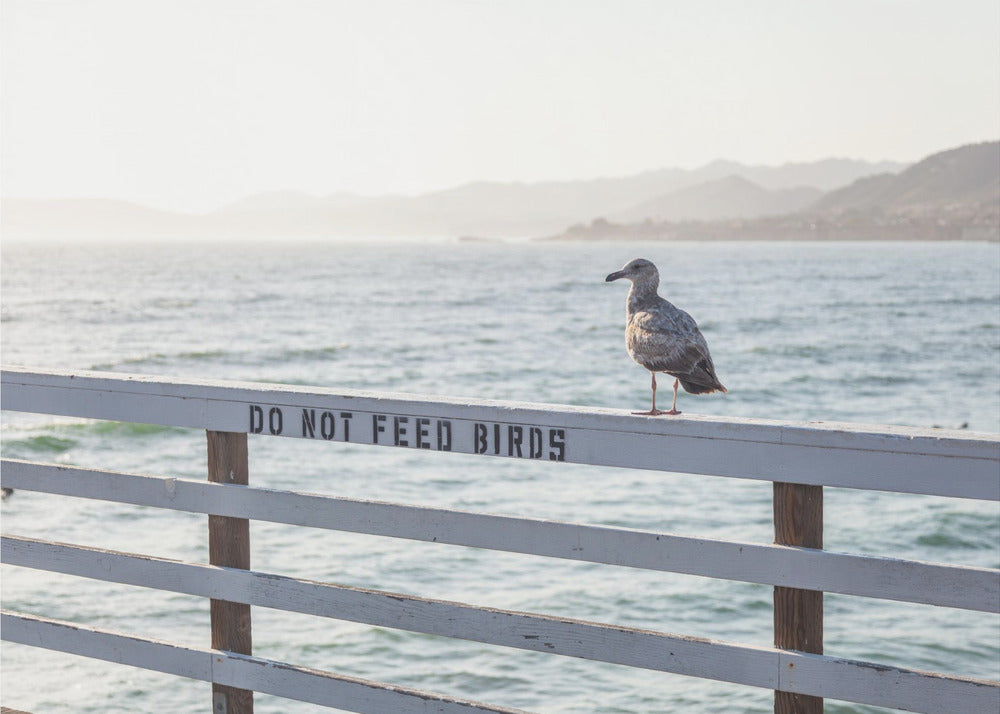 Vogels niet voeren | Poster