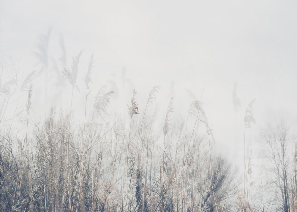 Landschap van riet en gras | Behang