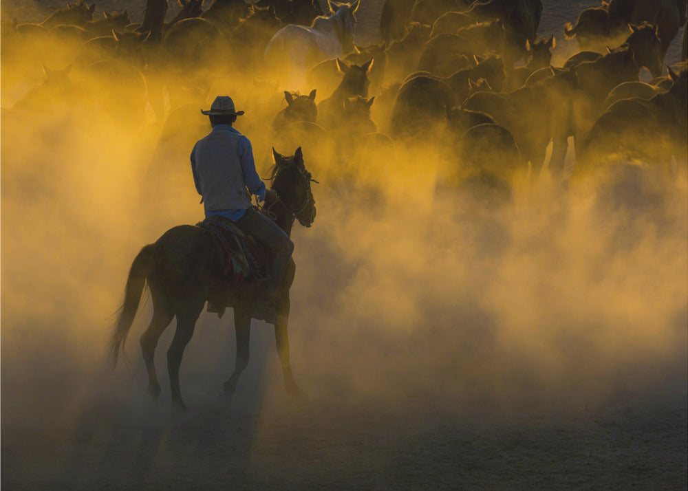 cowboy en paarden | Poster