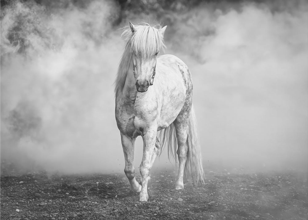En er kwam een wit paard | Canvas