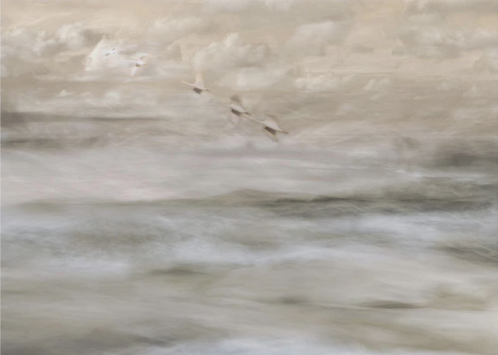 Zwanen boven zee | Canvas