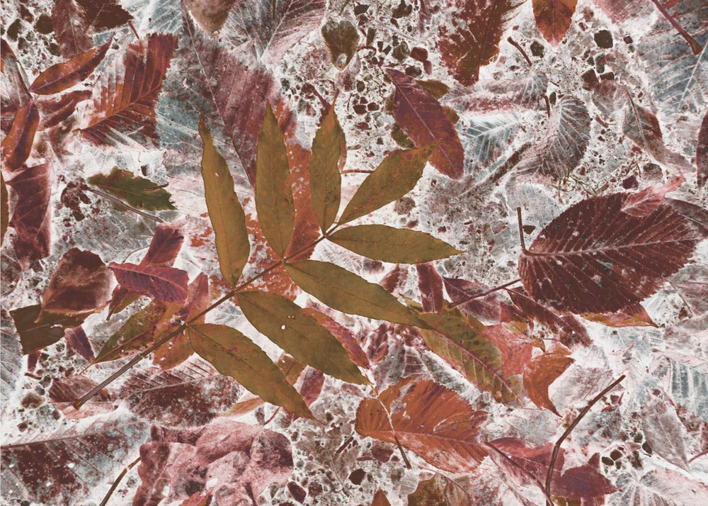 Herfstbladeren | Canvas