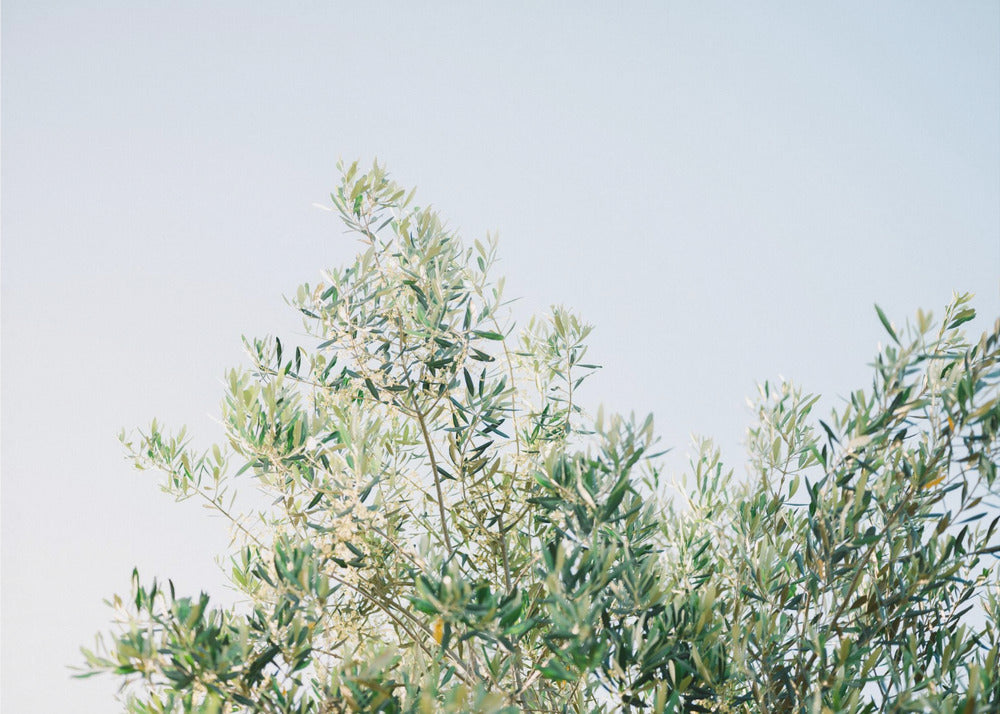 Olijven in Ostuni | Reisfotografie Italië | Canvas