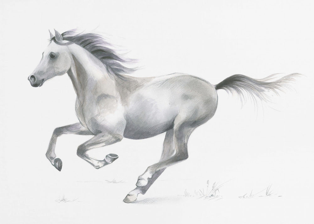 Dynamische gratie van een galopperend paard | Canvas