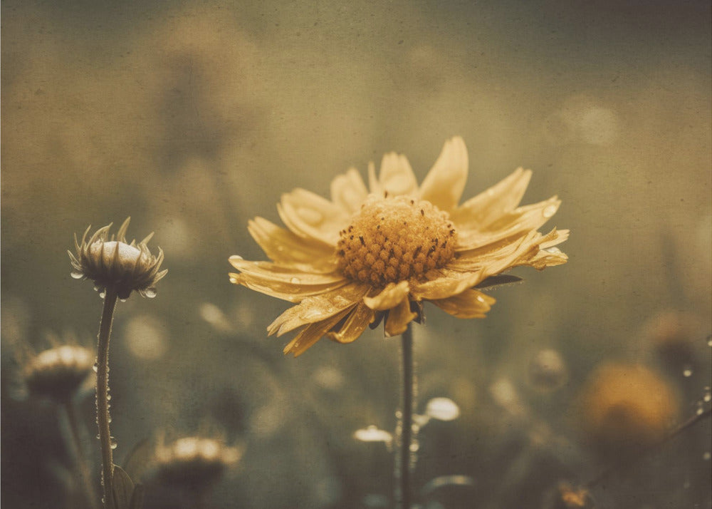 Golden Whisper | Wallpaper