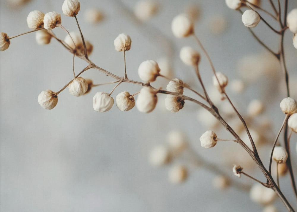 Dried Elegance | Wallpaper