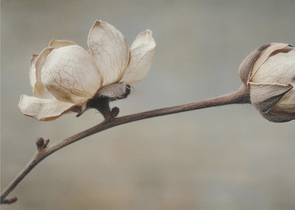 Delicate Petals | Wallpaper
