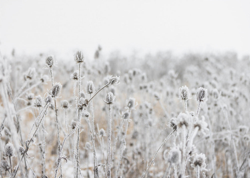 Winterveld 5 | Canvas