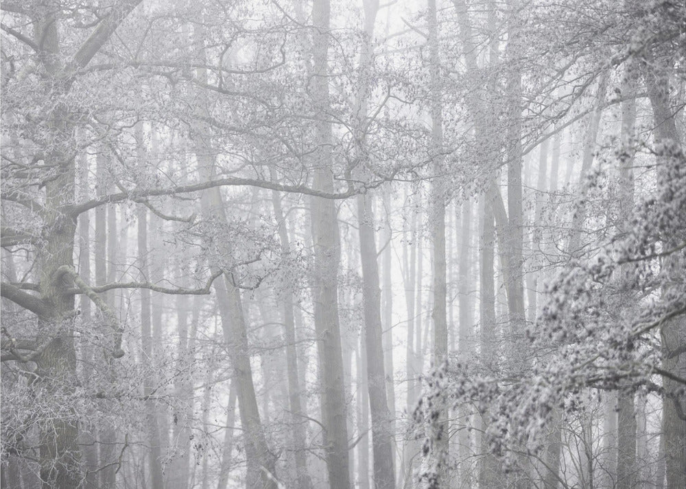 Mistige winterochtend 2 | Canvas