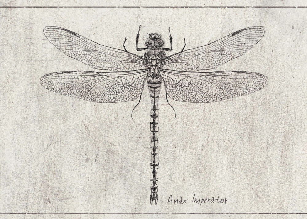 Majesteit in Vlucht Anax Imperator | Canvas