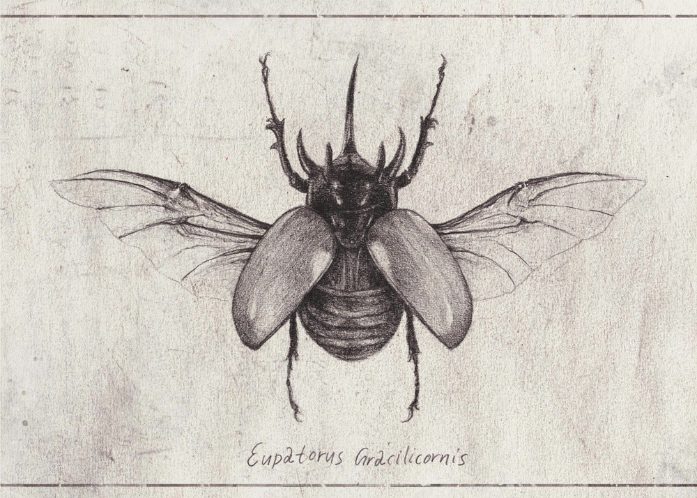 Pencil Drawing Of A Eupatorus Gracilicornis Beetle | Poster