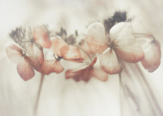Bloeiend | Canvas