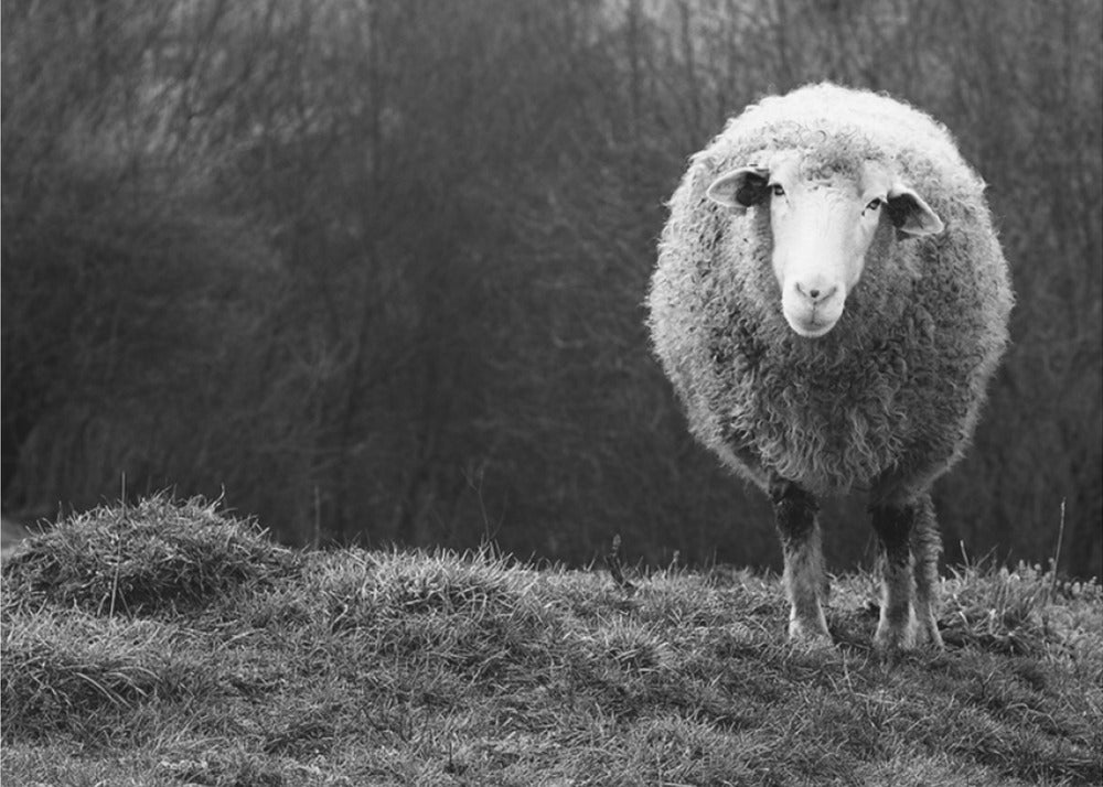 Verdwaalde schapen | Poster