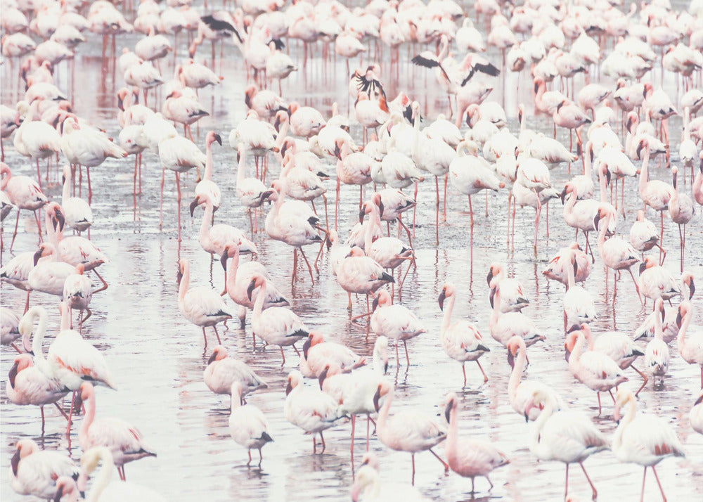 Flamingo's | Canvas