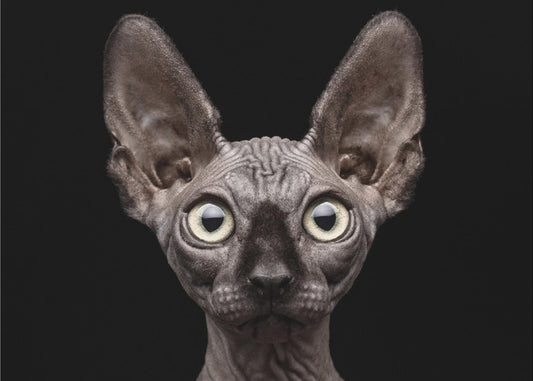 Sphynx kat | Poster