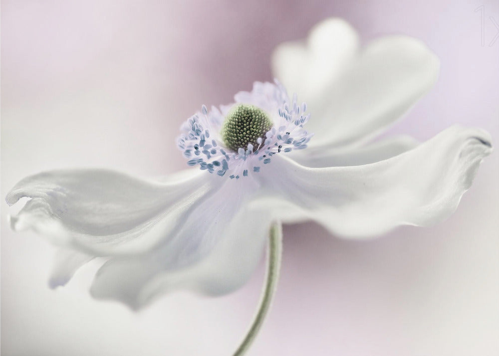 Anemoonbries | Canvas