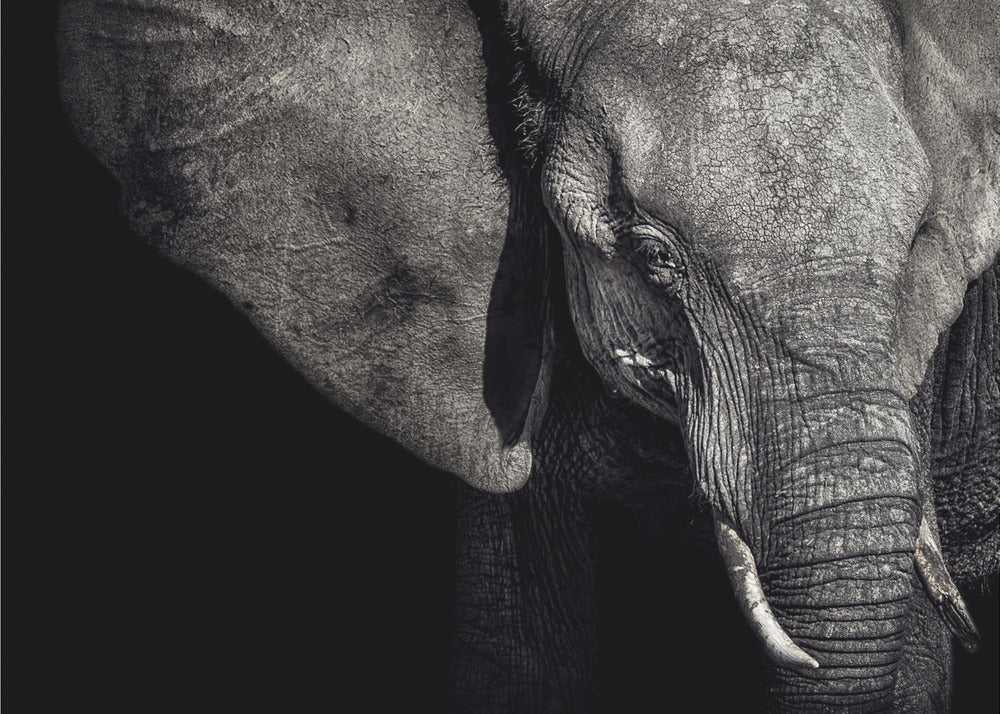 De Matriarch | Poster
