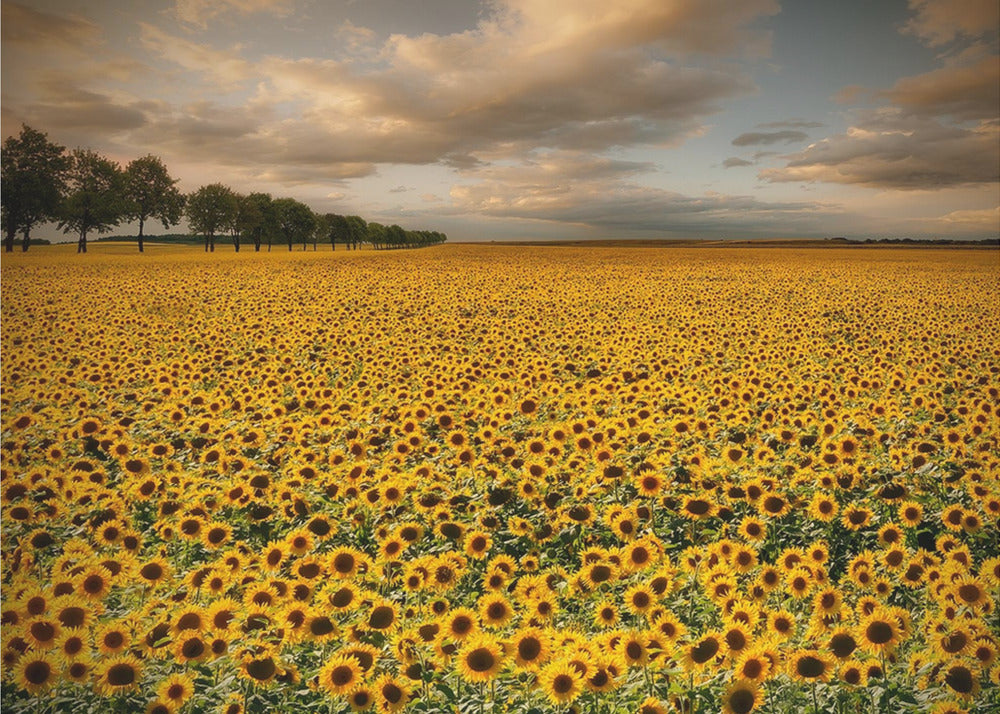 Zonnebloemen | Canvas