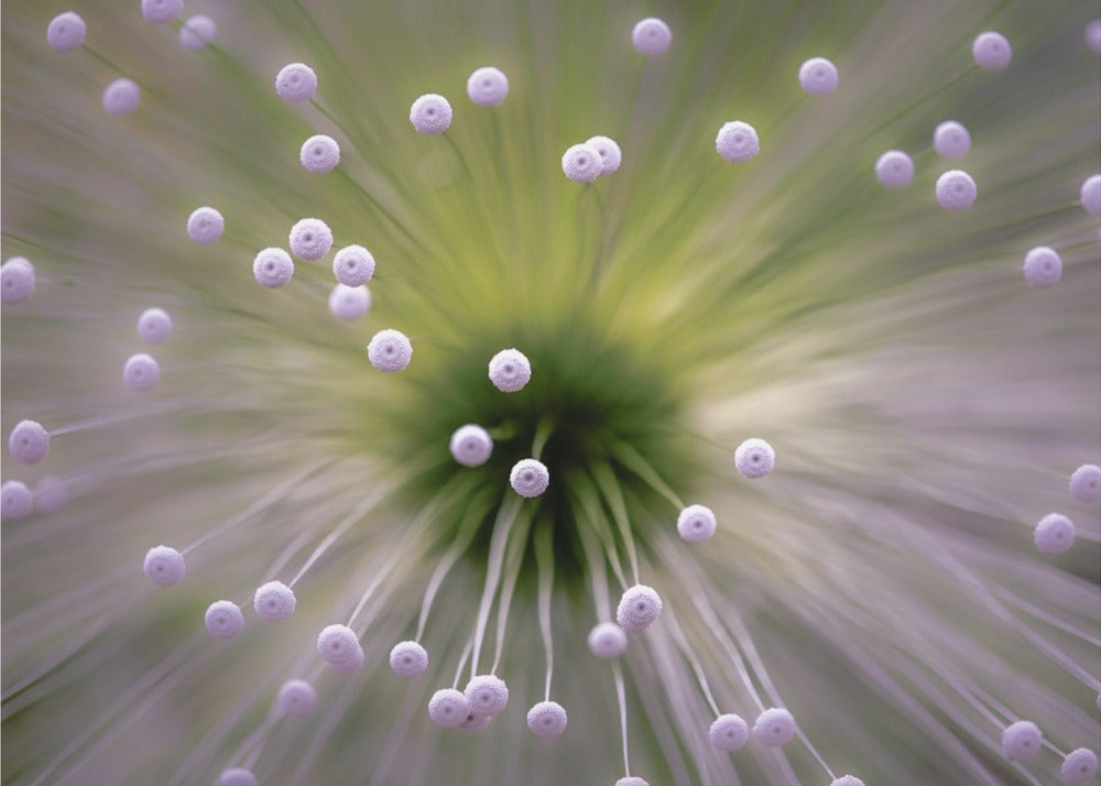 Groen en Wit II | Canvas