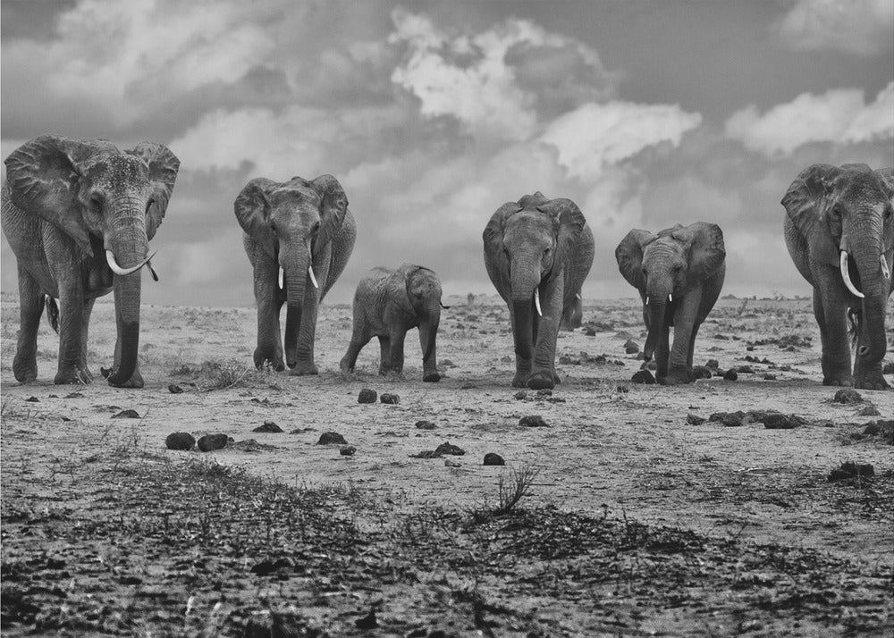 Grote Familie | Behang