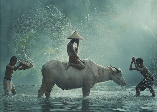 Waterbuffel | Canvas