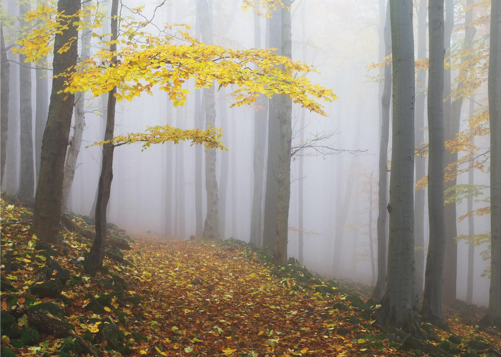 Zonder titel | Canvas