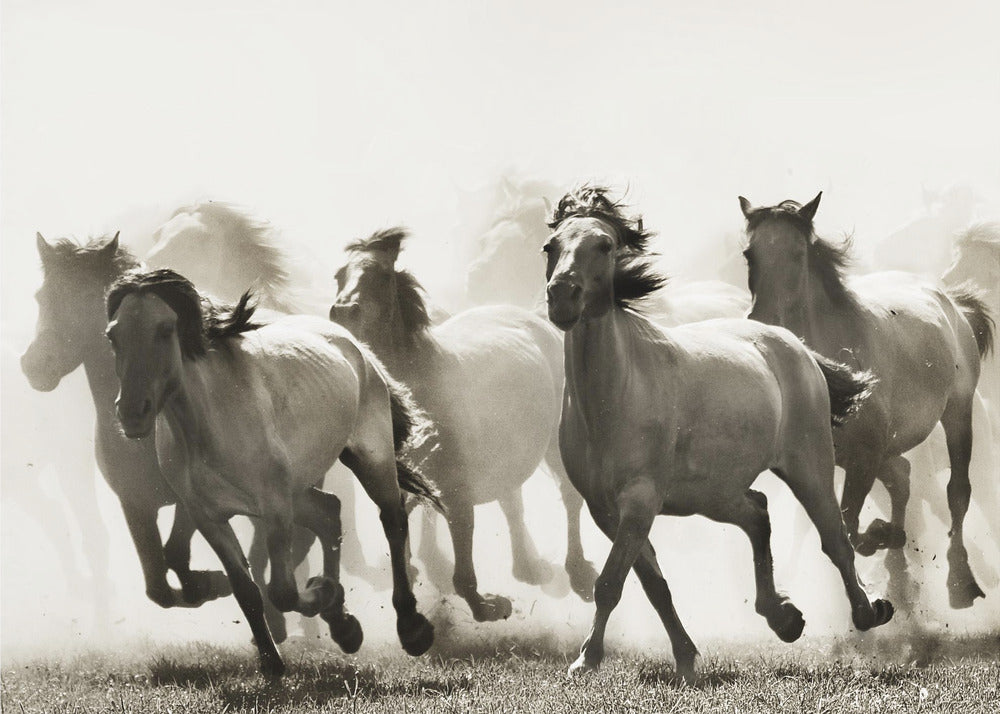 Paard | Canvas