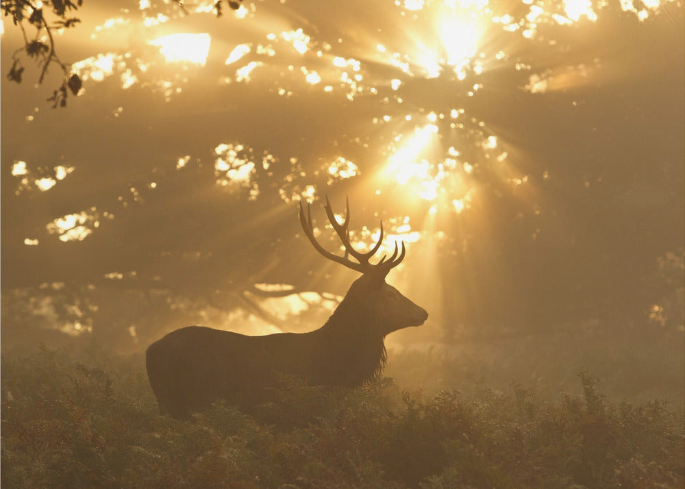 Spook van het bos | Poster