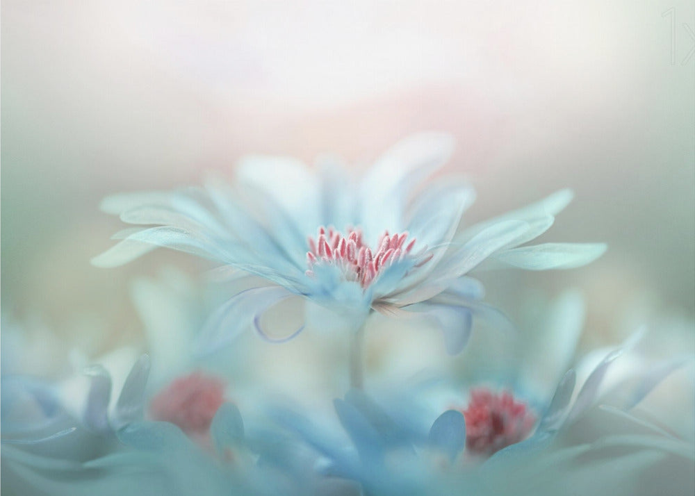 Fantasie | Canvas
