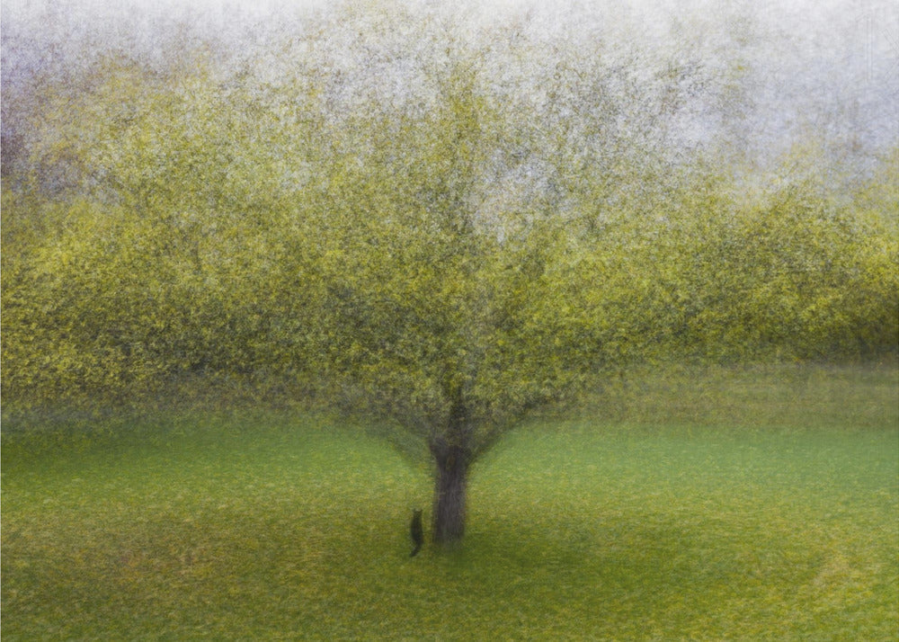 De kat bij de boom | Canvas