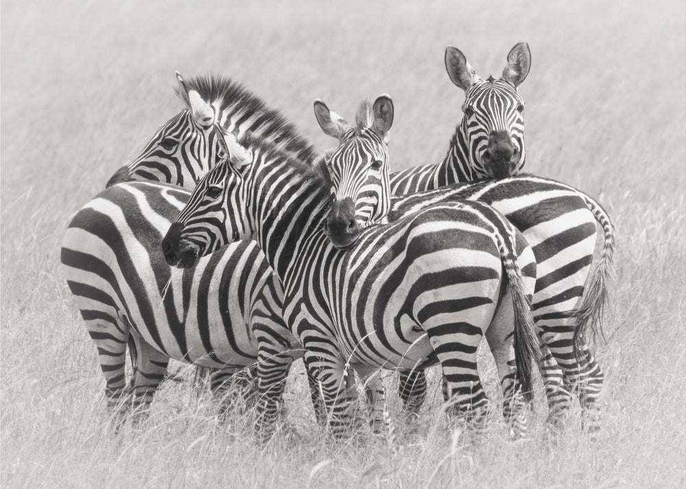 Zebra's | Poster