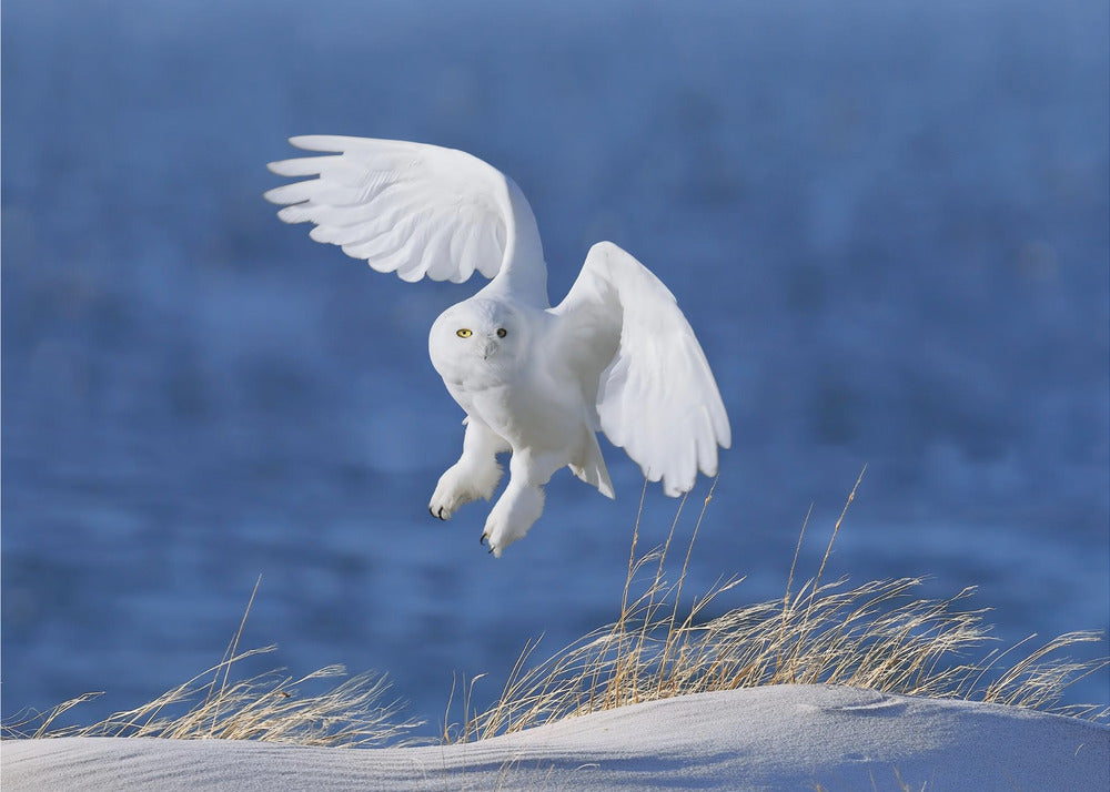 Witte geest demon | Achtergrond