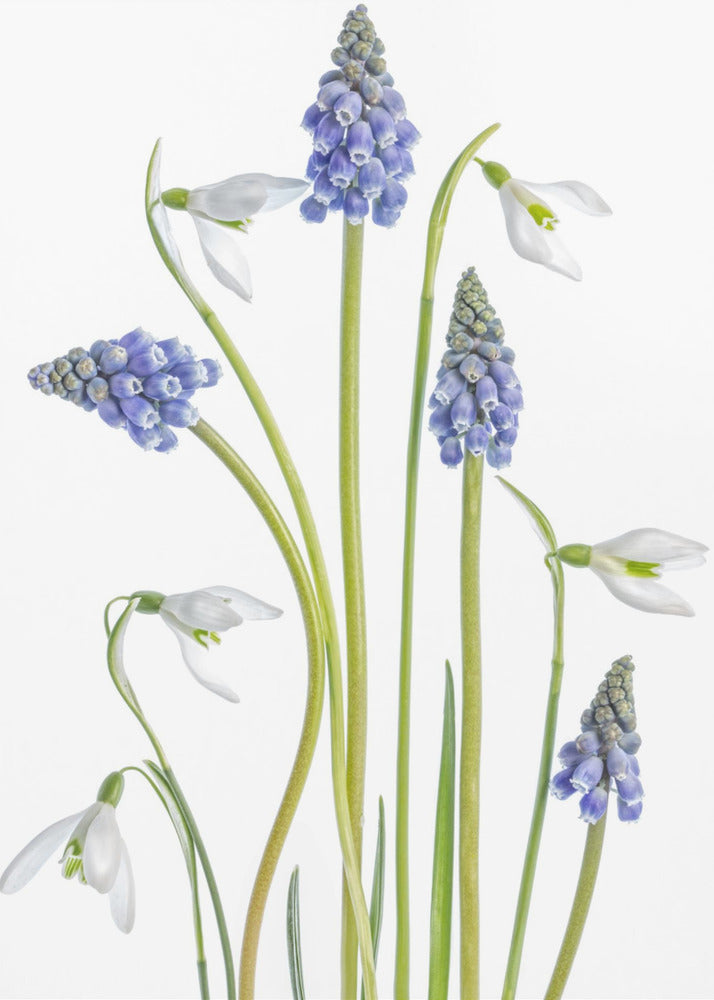 Muscari en Galanthus | Canvas