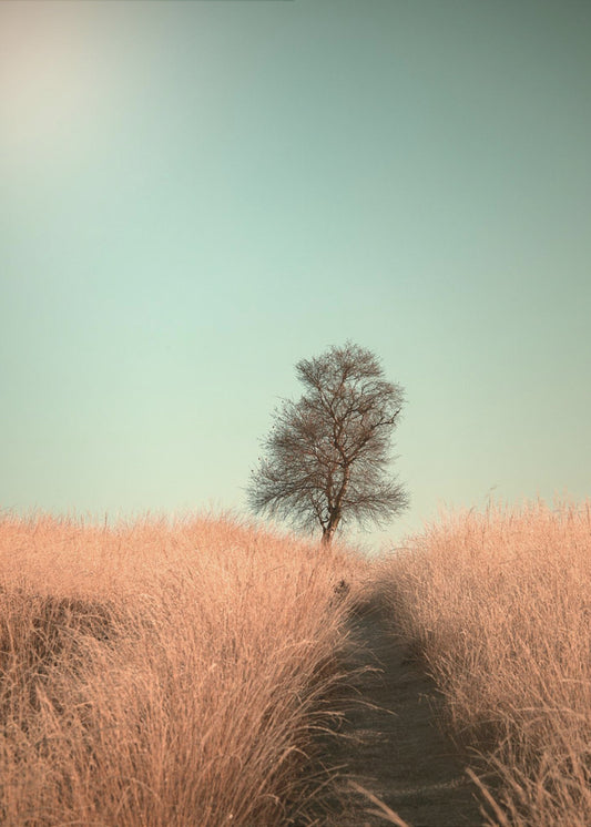 Gras en pad | Poster