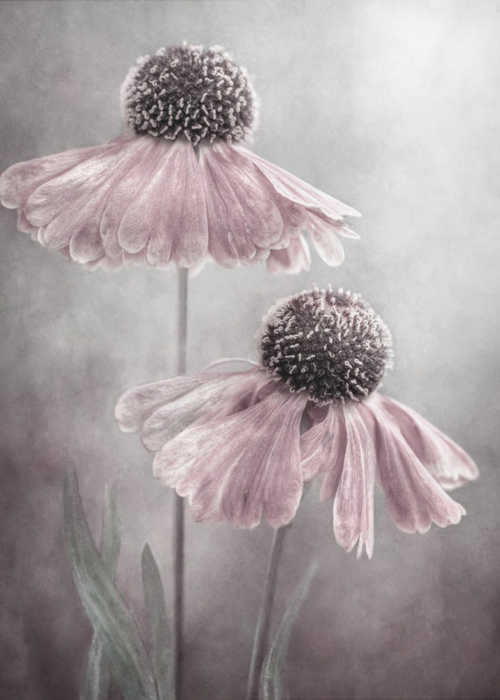 Duet | Canvas