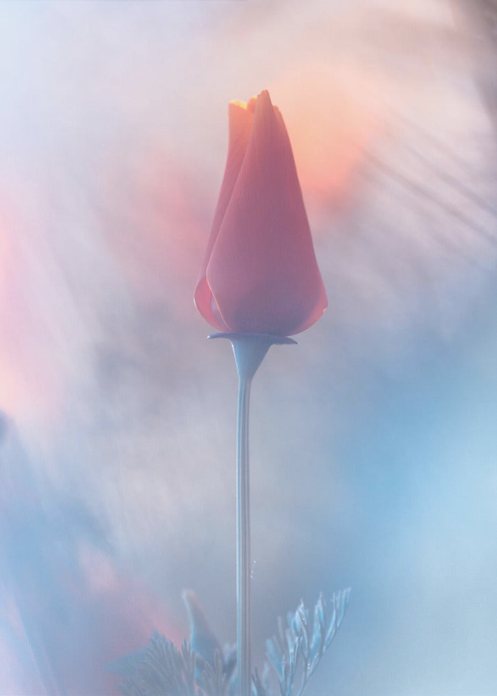 Douceur & Volupté | Poster