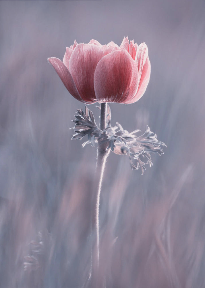 Roze! En dan? | Canvas