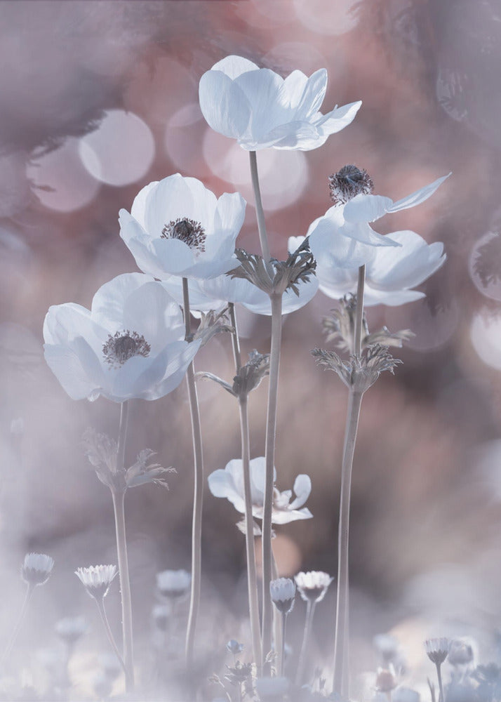 Alle bloemen van alle morgens zitten in de zaden van vandaag | Canvas