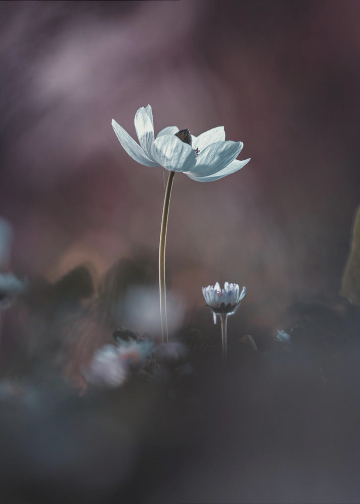 Elles, mes fleurs, émoi | Canvas