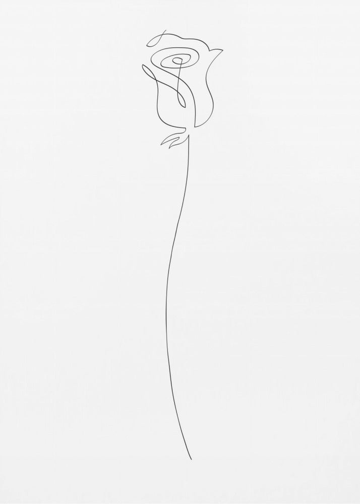 Rose | Canvas