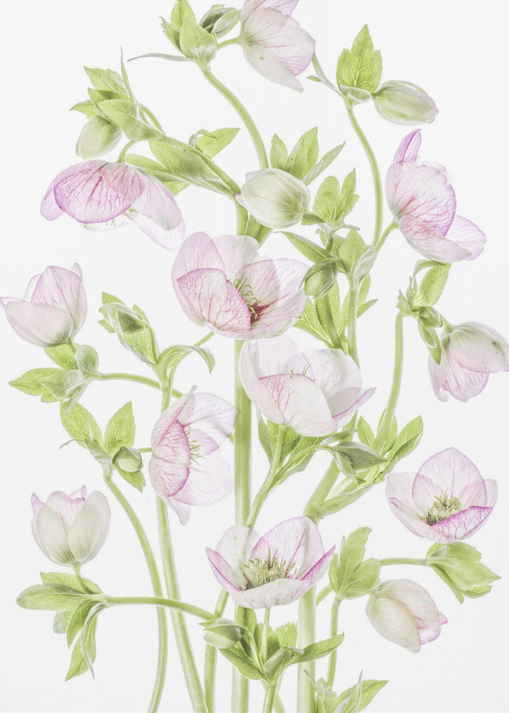 Helleborus | Poster