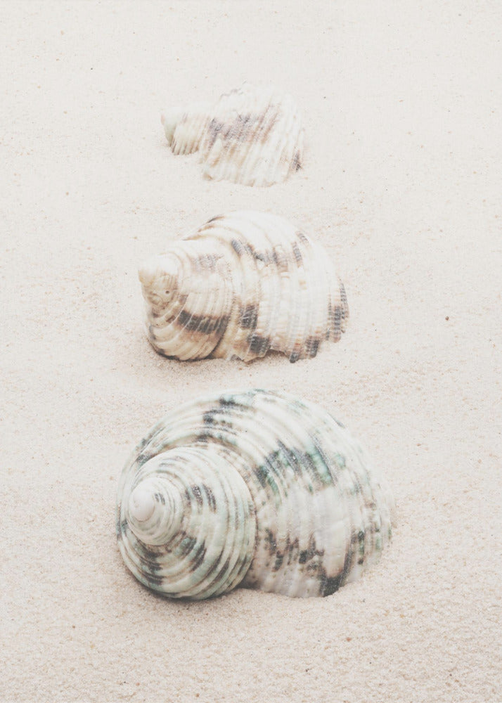 Schelpen | Canvas
